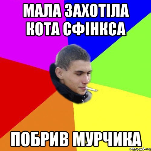 мала захотіла кота сфінкса побрив мурчика