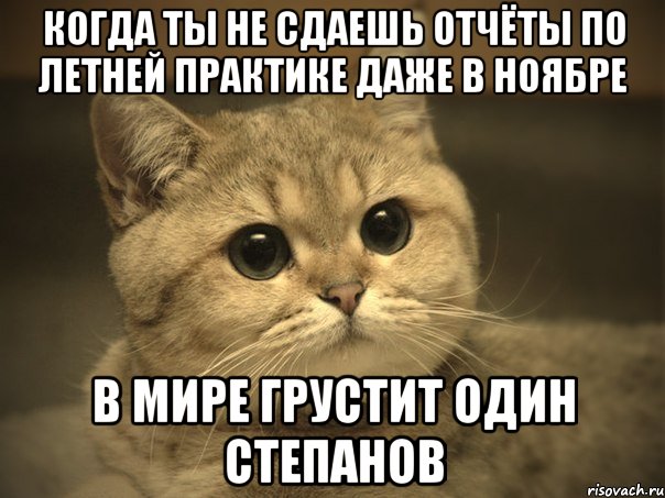 когда ты не сдаешь отчёты по летней практике даже в ноябре в мире грустит один степанов, Мем Пидрила ебаная котик