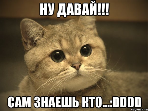 ну давай!!! сам знаешь кто...:DDDD, Мем Пидрила ебаная котик