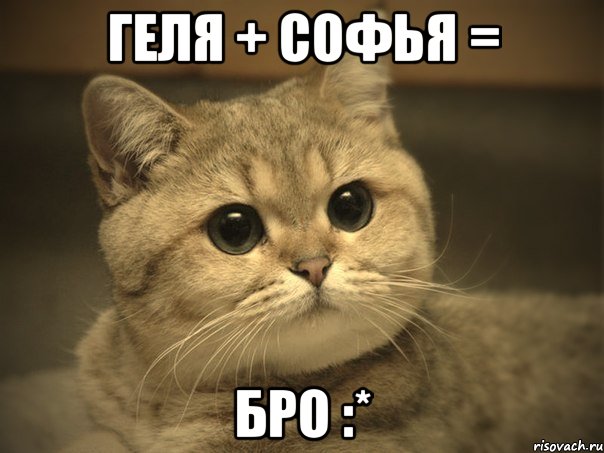 Геля + Софья = Бро :*, Мем Пидрила ебаная котик