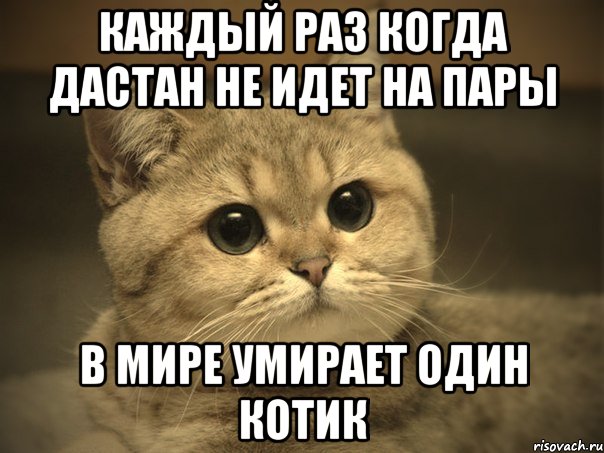 Каждый раз когда Дастан не идет на пары в мире умирает один котик, Мем Пидрила ебаная котик