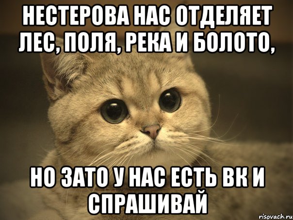 нестерова нас отделяет лес, поля, река и болото, но зато у нас есть вк и спрашивай, Мем Пидрила ебаная котик