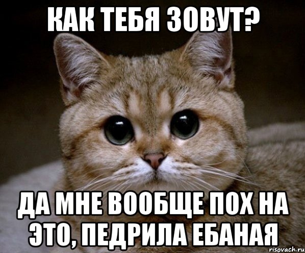 как тебя зовут? да мне вообще пох на это, педрила ебаная, Мем Пидрила Ебаная