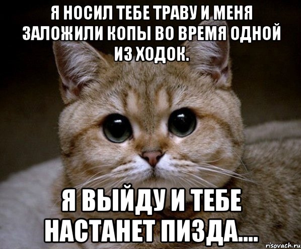 я носил тебе траву и меня заложили копы во время одной из ходок. я выйду и тебе настанет пизда...., Мем Пидрила Ебаная