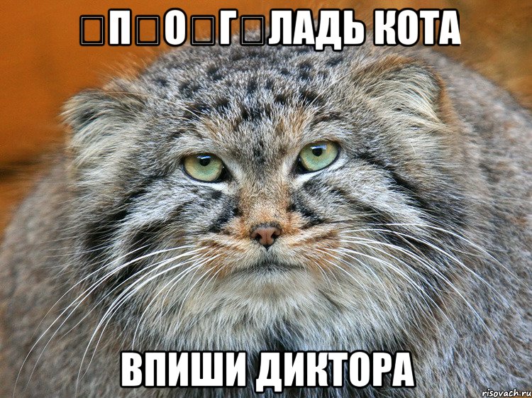 &#822;п&#822;о&#822;г&#822;ладь кота впиши диктора