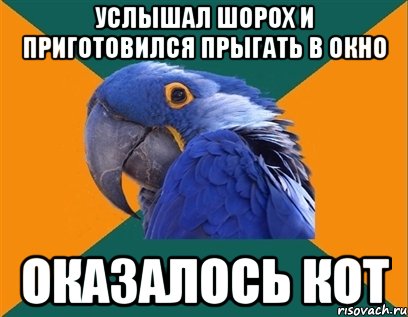 услышал шорох и приготовился прыгать в окно оказалось кот, Мем Попугай параноик