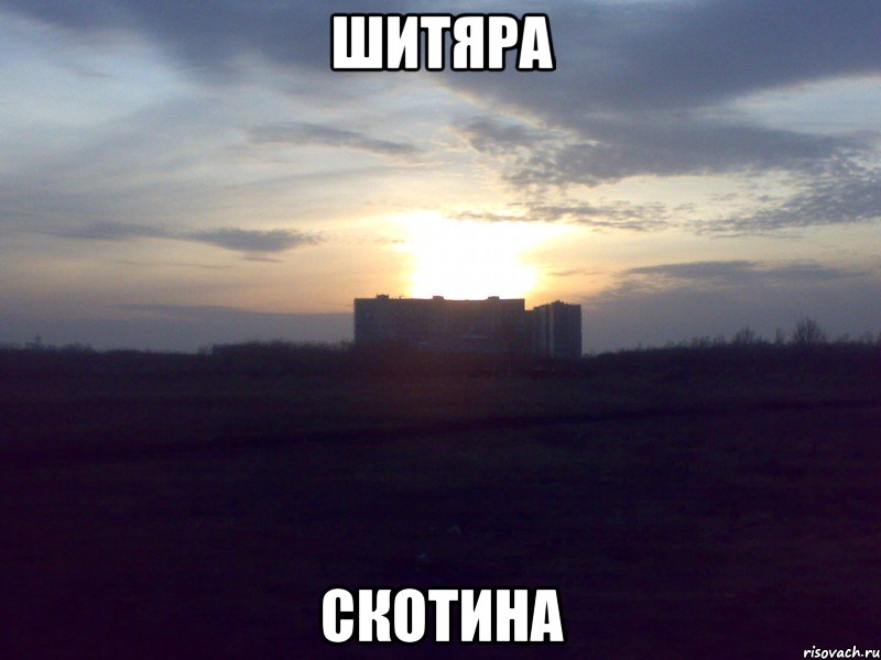 Шитяра Скотина