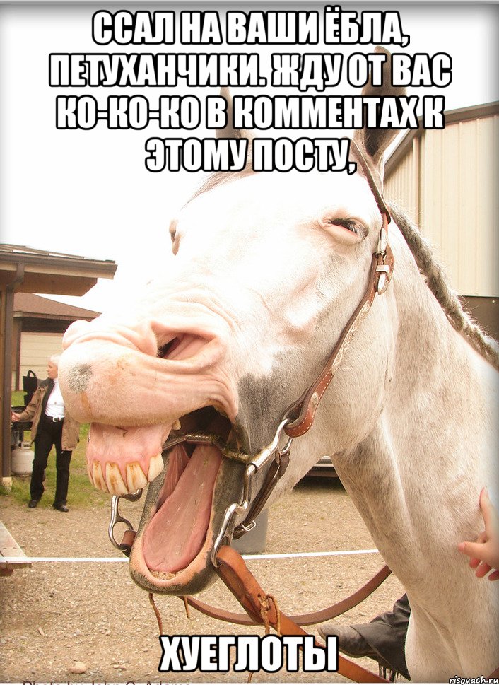 ссал на ваши ёбла, петуханчики. жду от вас ко-ко-ко в комментах к этому посту, хуеглоты