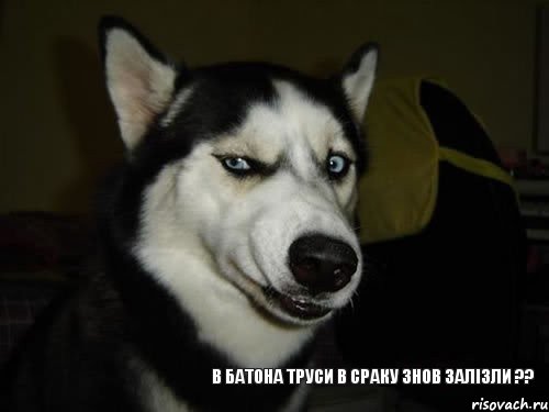 В БАТОНА ТРУСИ В СРАКУ ЗНОВ ЗАЛІЗЛИ ??, Комикс  Собака подозревака