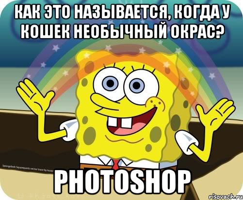 как это называется, когда у кошек необычный окрас? photoshop, Мем Воображение (Спанч Боб)