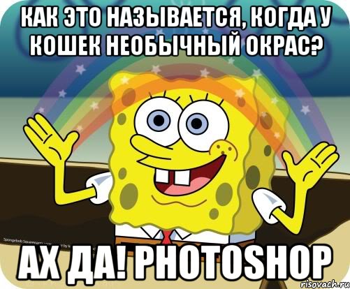 как это называется, когда у кошек необычный окрас? ах да! photoshop, Мем Воображение (Спанч Боб)