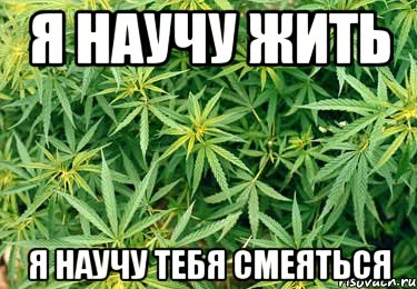 я научу жить я научу тебя смеяться, Мем трава