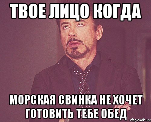 твое лицо когда морская свинка не хочет готовить тебе обед, Мем твое выражение лица
