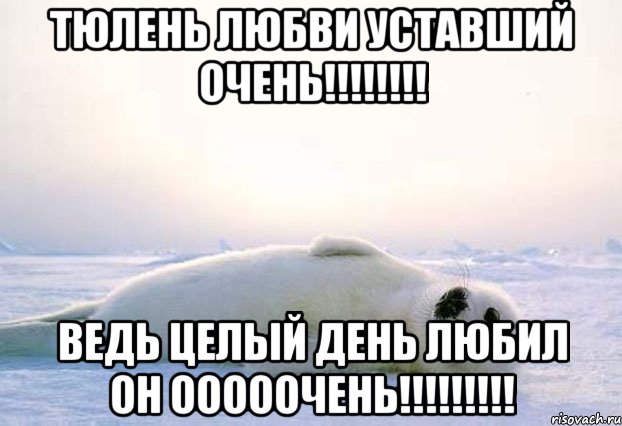 Тюлень любви уставший очень!!!!!!!! Ведь целый день любил он ОООООЧЕНЬ!!!!!!!!!, Мем Тюлень
