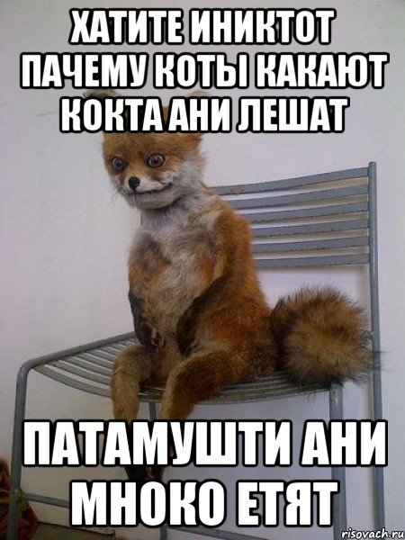 хатите иниктот пачему коты какают кокта ани лешат патамушти ани мноко етят, Мем Упоротая лиса