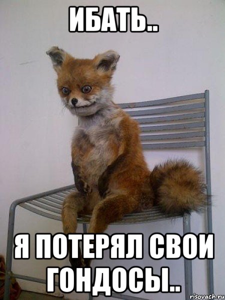 ибать.. я потерял свои гондосы.., Мем Упоротая лиса