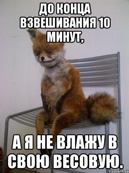 до конца взвешивания 10 минут, а я не влажу в свою весовую., Мем Упоротая лиса