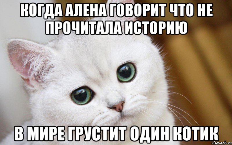 Когда Алена говорит что не прочитала историю в мире грустит один котик, Мем  В мире грустит один котик