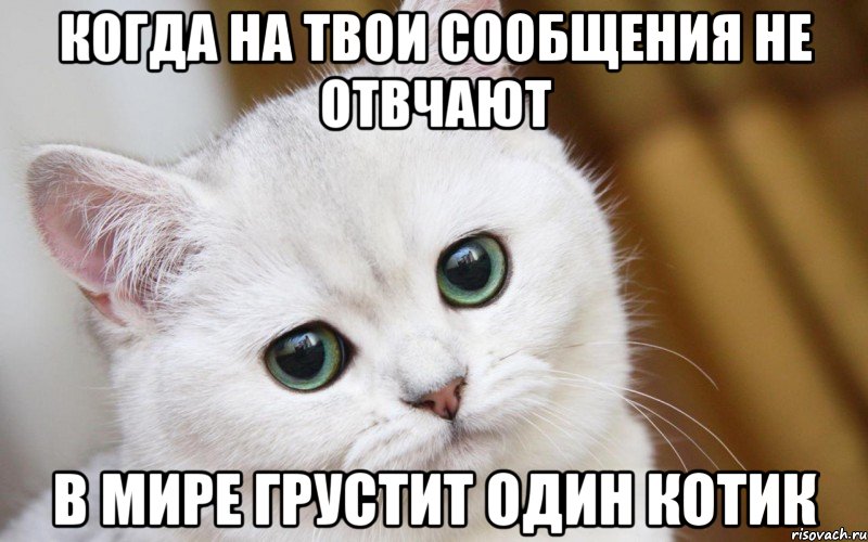 Когда на твои сообщения не отвчают в мире грустит один котик, Мем  В мире грустит один котик