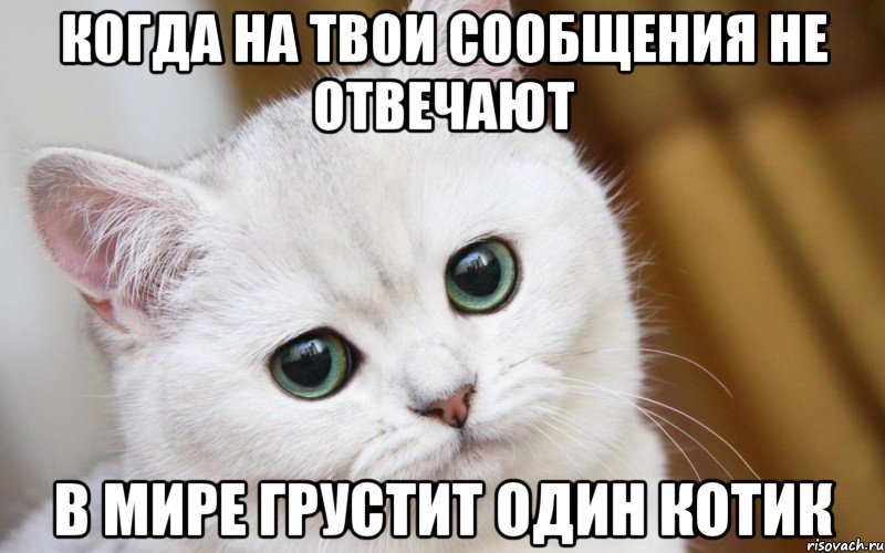 Когда на твои сообщения не отвечают в мире грустит один котик, Мем  В мире грустит один котик