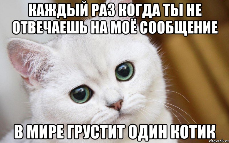 Каждый раз когда ты не отвечаешь на моё сообщение В мире грустит один котик, Мем  В мире грустит один котик