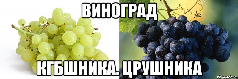 виноград кгбшника. црушника