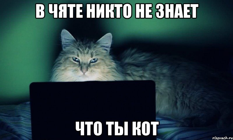 в чяте никто не знает что ты кот, Мем vkcomsnegiryata
