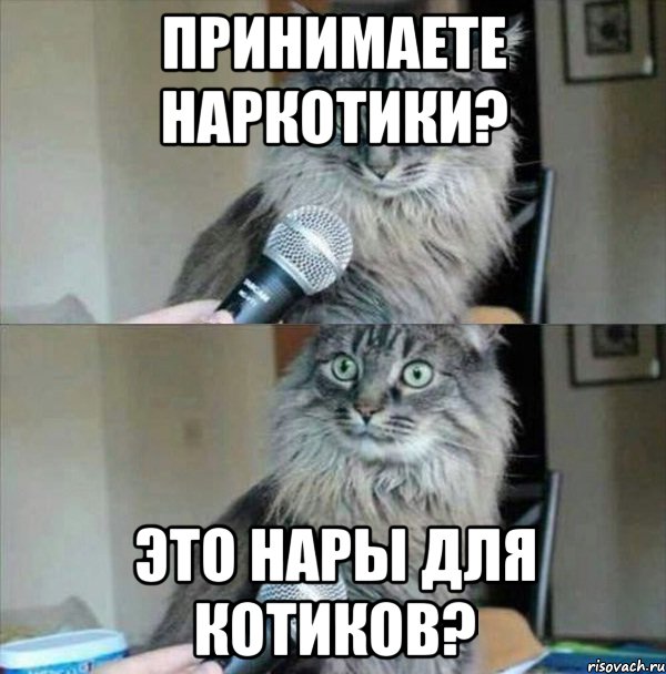 принимаете наркотики? это нары для котиков?