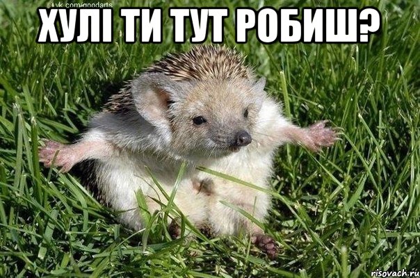 хулі ти тут робиш? 
