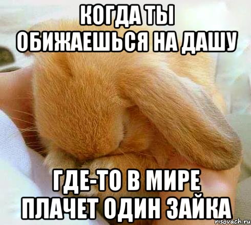 Когда ты обижаешься на Дашу Где-то в мире плачет один зайка