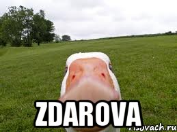  zdarova, Мем здарова бандиты