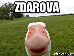 zdarova , Мем здарова бандиты