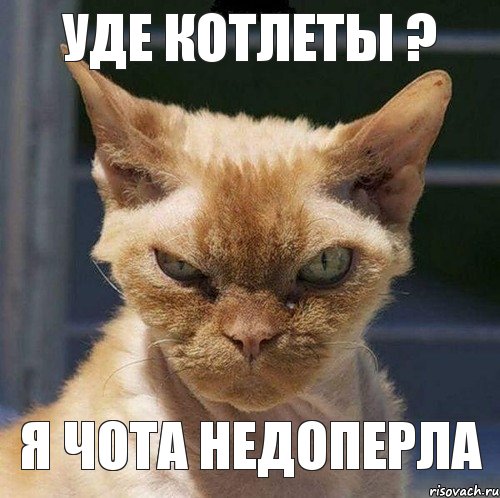 Уде котлеты ? я чота недоперла