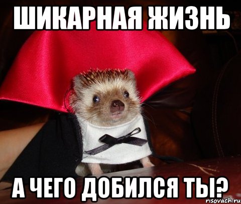 шикарная жизнь а чего добился ты?