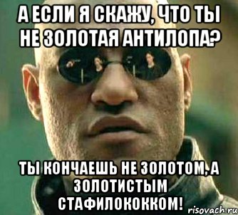 А если я скажу, что ты не золотая антилопа? Ты кончаешь не золотом, а золотистым стафилококком!, Мем  а что если я скажу тебе