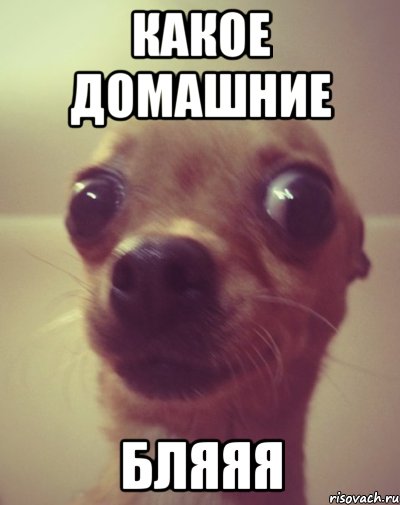 какое домашние бляяя