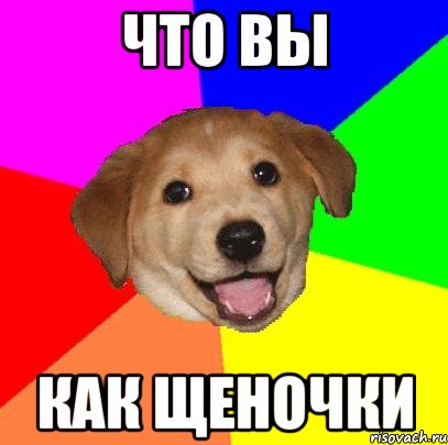 Что вы как щеночки, Мем Advice Dog