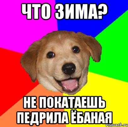 что зима? не покатаешь педрила ёбаная, Мем Advice Dog