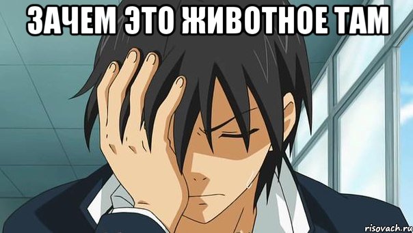 зачем это животное там 
