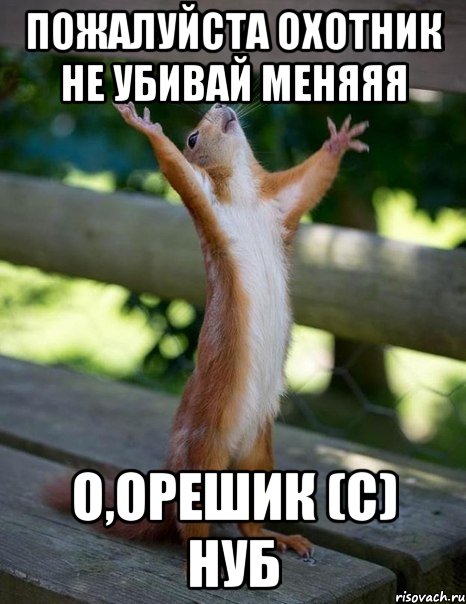 Пожалуйста охотник не убивай меняяя о,орешик (с) нуб, Мем    белка молится