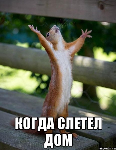  Когда слетел дом, Мем    белка молится