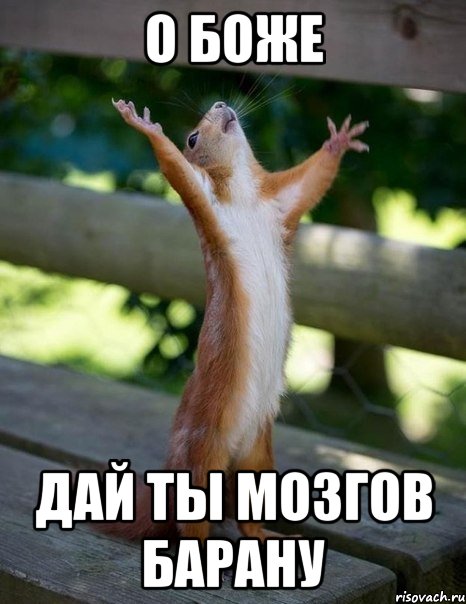 О Боже дай ты мозгов Барану, Мем    белка молится