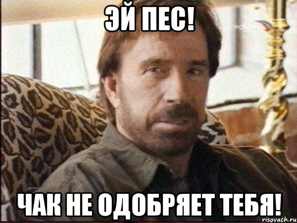 Эй Пес! Чак Не одобряет тебя!, Мем чак норрис