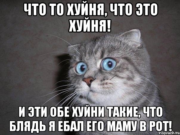 Что то хуйня, что это хуйня! И эти обе хуйни такие, что блядь я ебал его маму в рот!, Мем  удивлённый кот