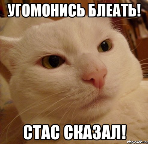 Угомонись блеать! Стас сказал!