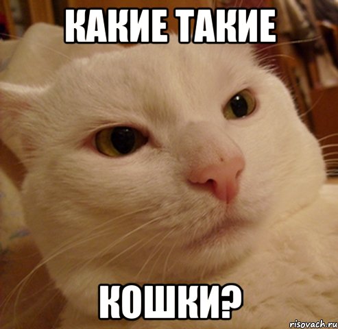 какие такие кошки?