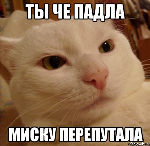 ТЫ ЧЕ ПАДЛА МИСКУ ПЕРЕПУТАЛА