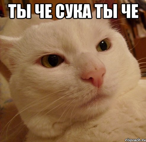 Ты че сука ты че , Мем Дерзкий котэ