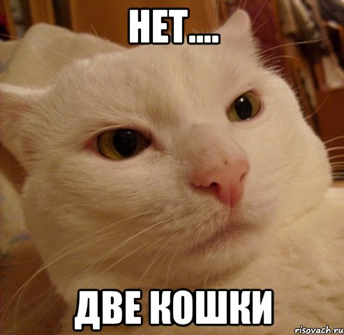 Нет.... Две кошки