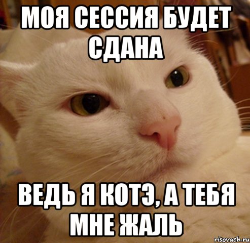моя сессия будет сдана ведь я котЭ, а тебя мне жаль